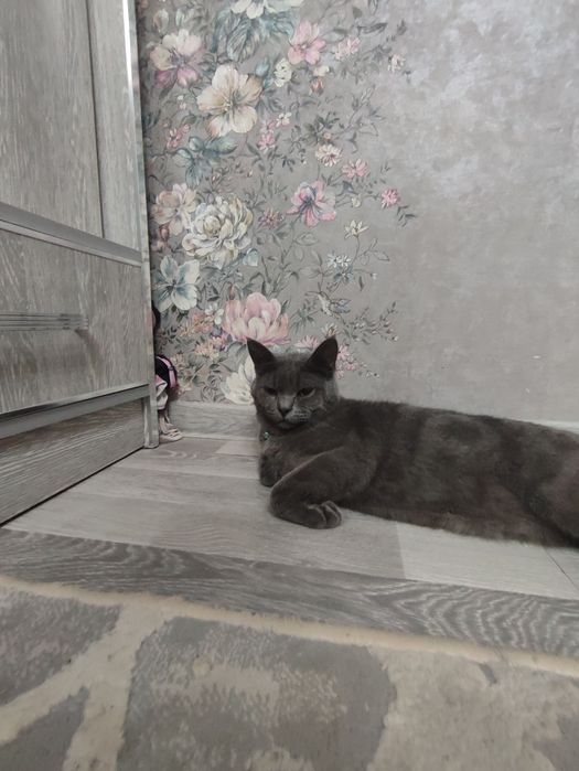 British Shorthair (Blue)