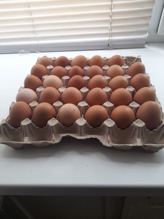 Продам  домашние  яйца!