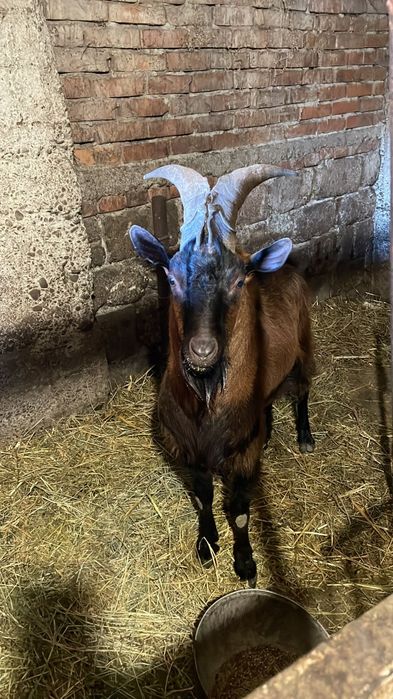 Vand țap alpina francez