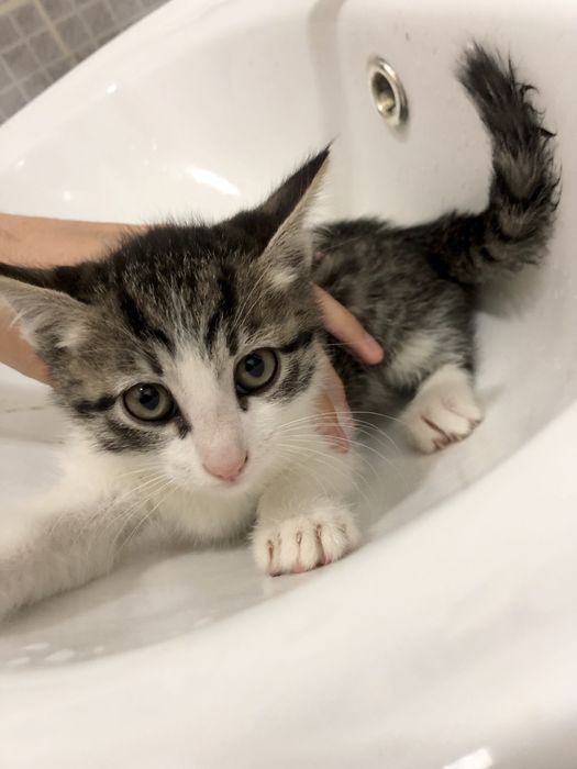 Отдам трёхмесячных котят даром Бесплатно