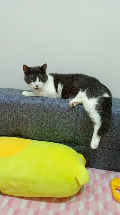 Ласковый Котик ищет дом