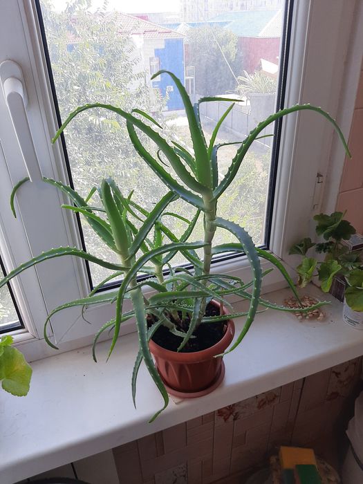 Продам алоэ лечебный.