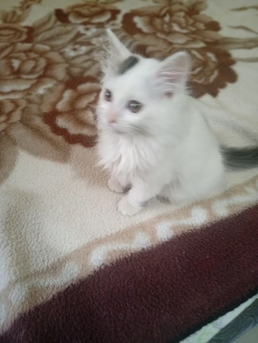 Отдам даром котёнка.