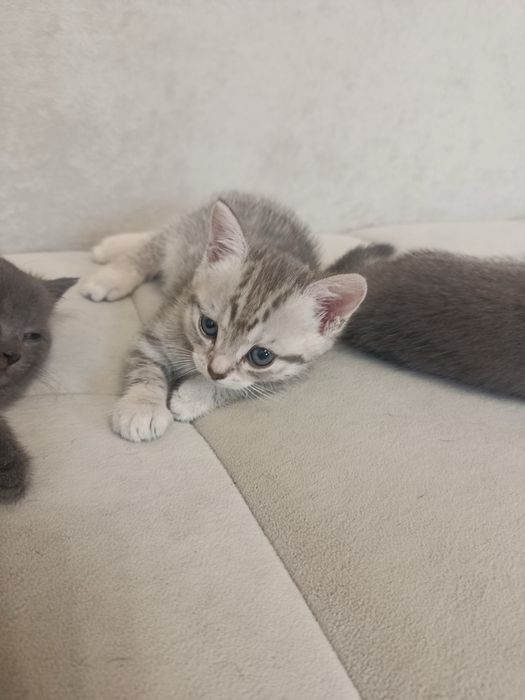 Продам котят курильского бобтейла