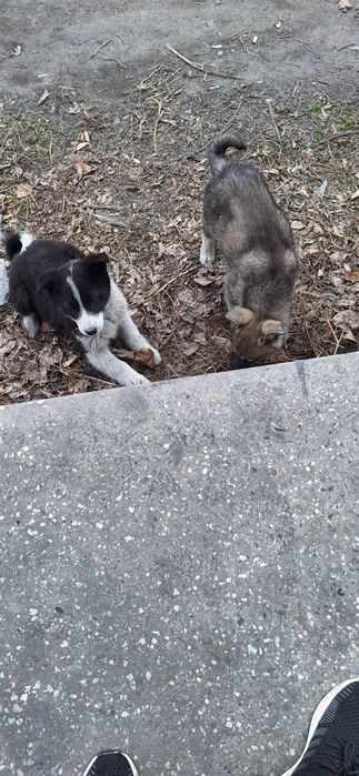 Отдам щенков БЕСПЛАТНО!