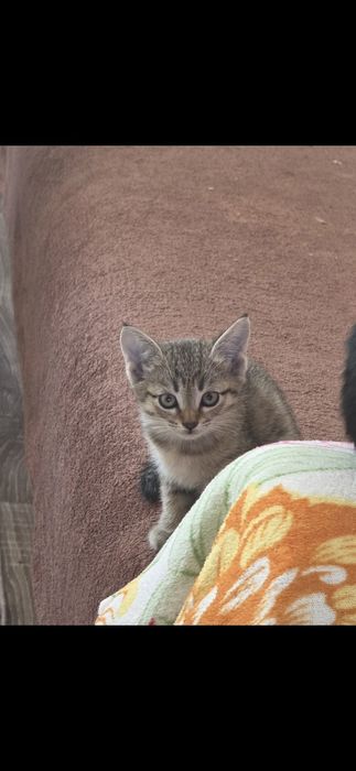 Отдам котят в добрые руки