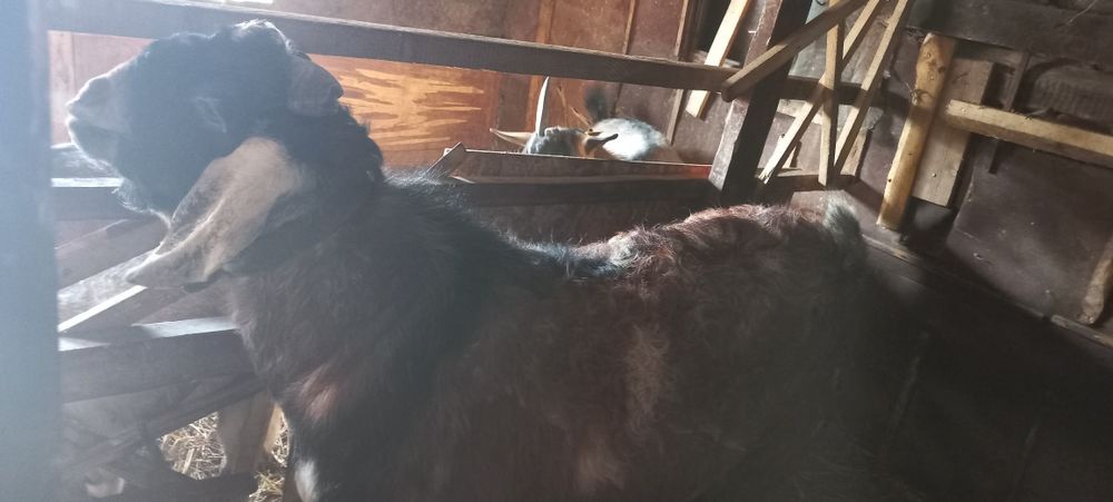 Продам Козла пародистый