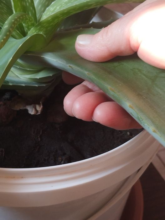 Алоэ столетник лечение