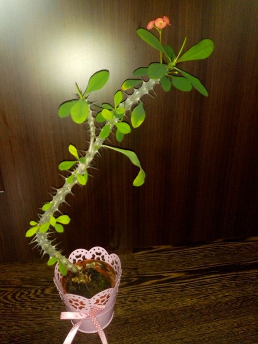 Красула  заедно с голяма нова керамична саксия,голям кротон и др.