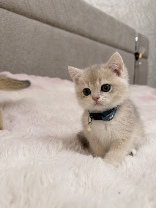 На продаже элитные котятки