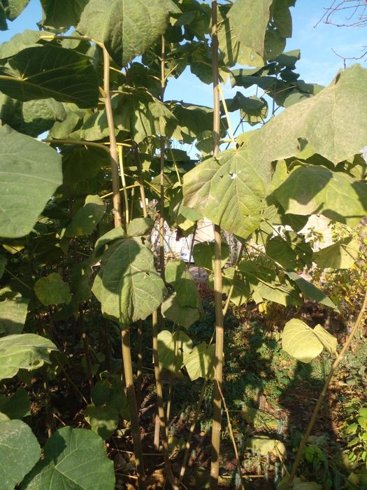 Павлония дарахти кучати сотилади.50 см дан 2 метиргача