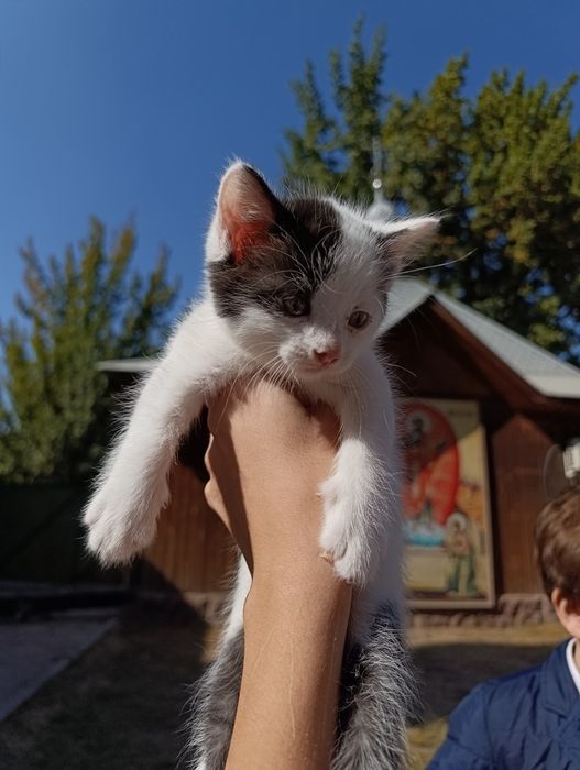 Котята домашние без блох