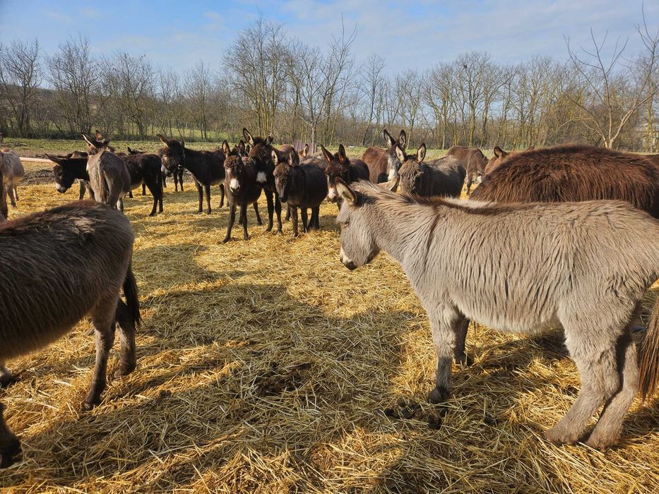 Vând măgari si magarite cu pui
