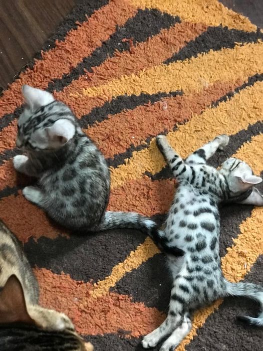 Бенгальские котята