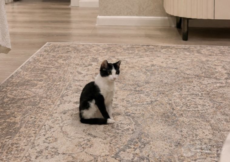Котёнка отдам добрые руки