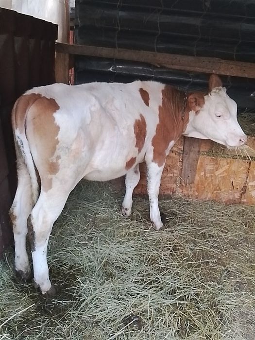 Vand o viteaua de baltata romaneasca