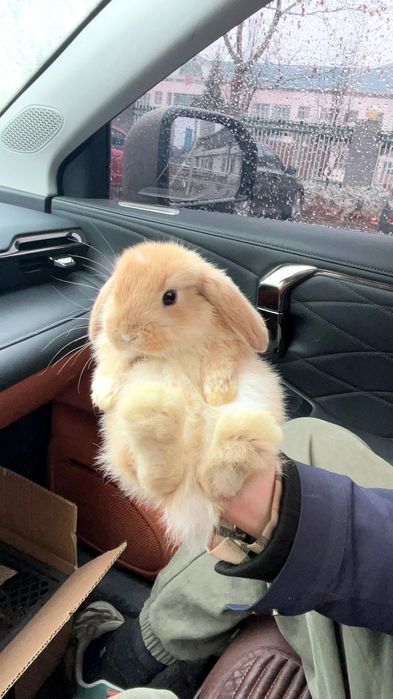 Oilangizga mehr va tabassum olib kiradigan quyonchalar!