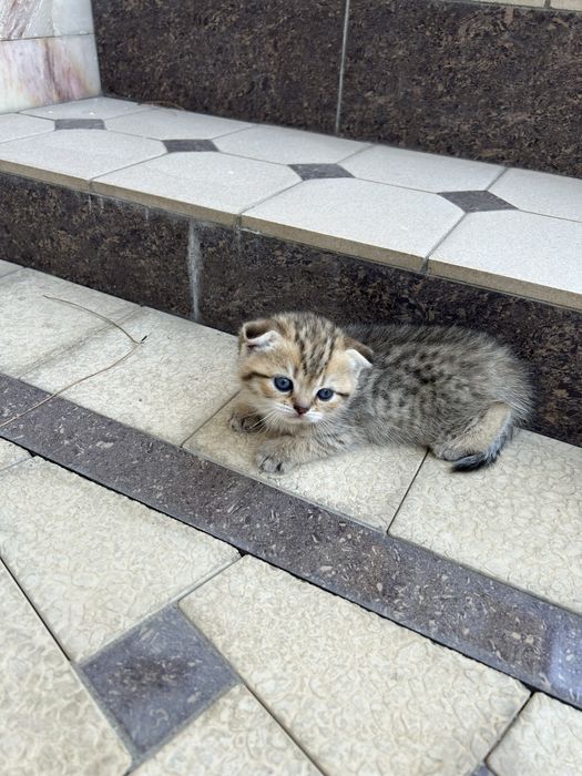 Продаются котята