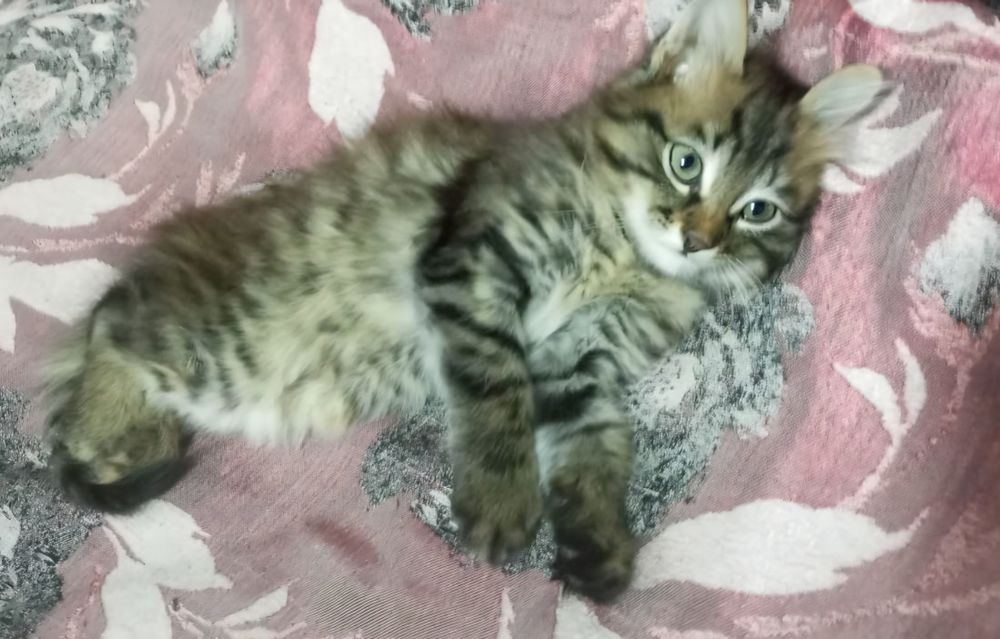 Отдам котёнка в хорошие руки