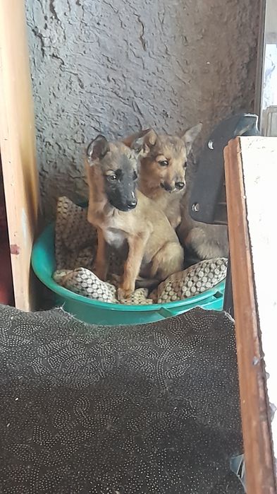 Щенки девочки  маленькие рыжие