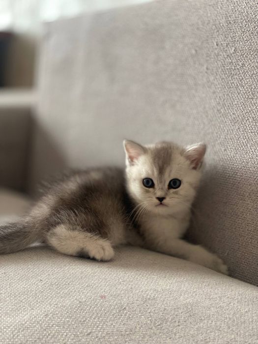 Котята продаются