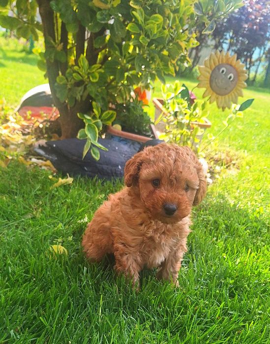 Той Пудел мини Пудел