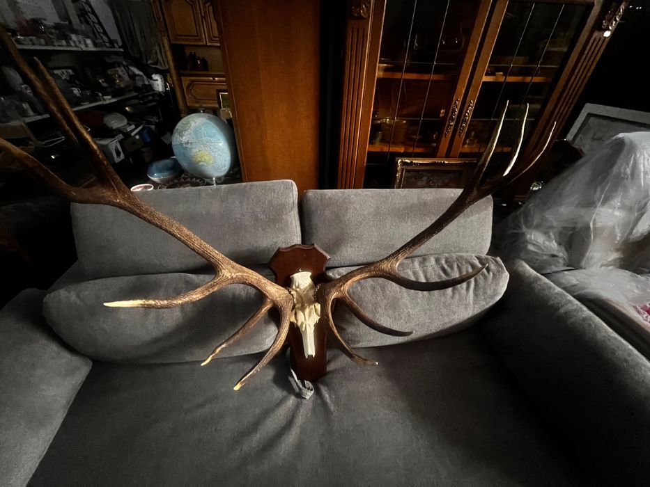 Coarne cerb (trofeu) germania