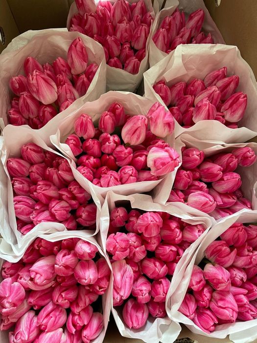 Например Цветыыы