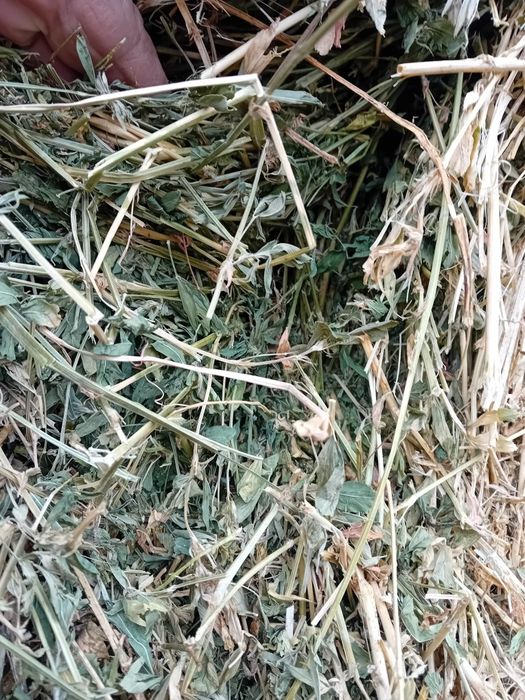 De vanzare lucerna si fan