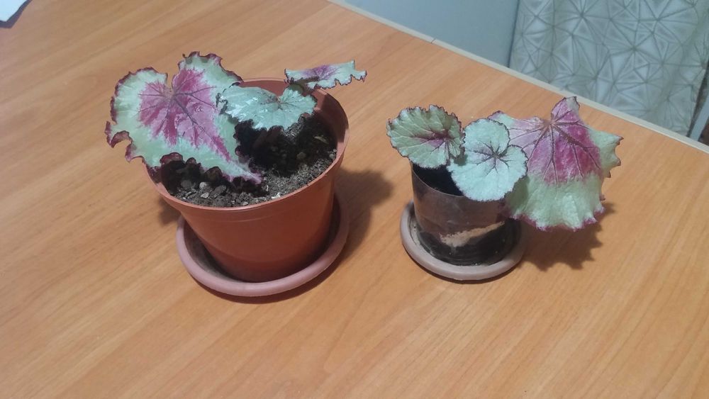 Бегония комнатная