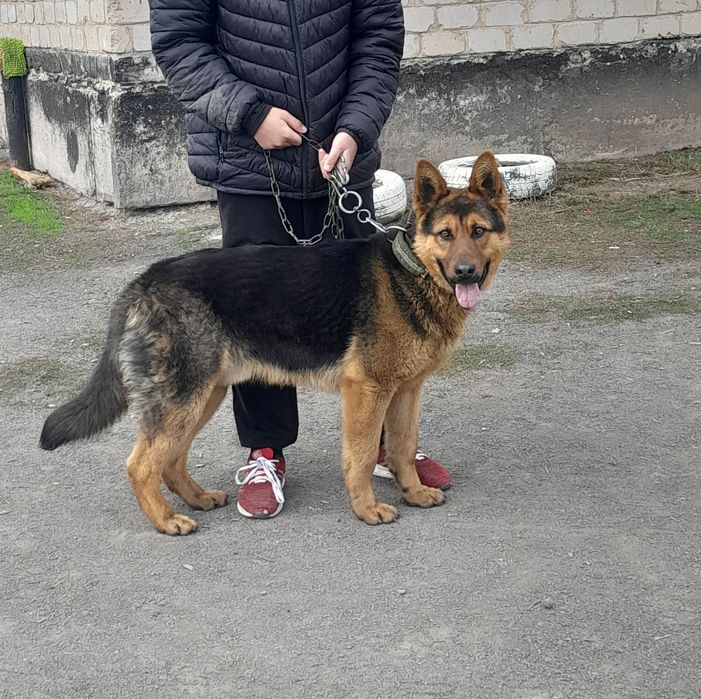 Немецкая овчарка