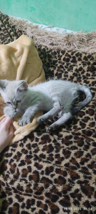 Отдам котенка в добрые руки