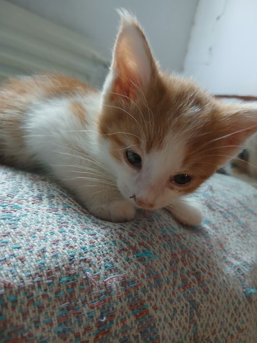 Отдам котят в хорошие руки