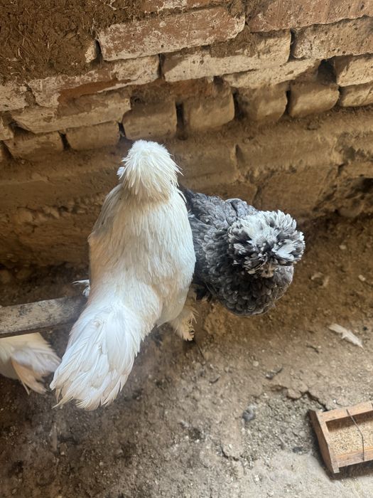 Султанка тауықтар