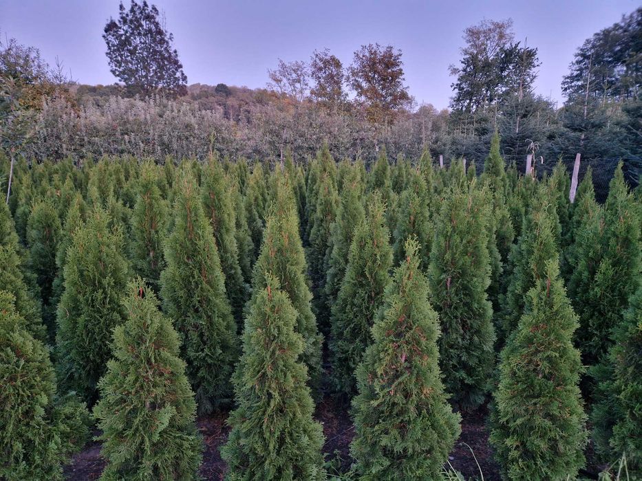 Tuia/  tuia smaragd/ buxus/ brad/ chamaecyparis