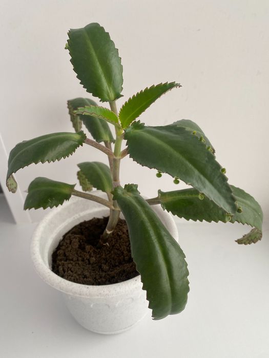 Продам лечебное каланхоэ