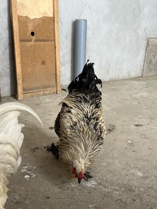 Brama tovuqlar sotiladi endi tuxumga kiryapti