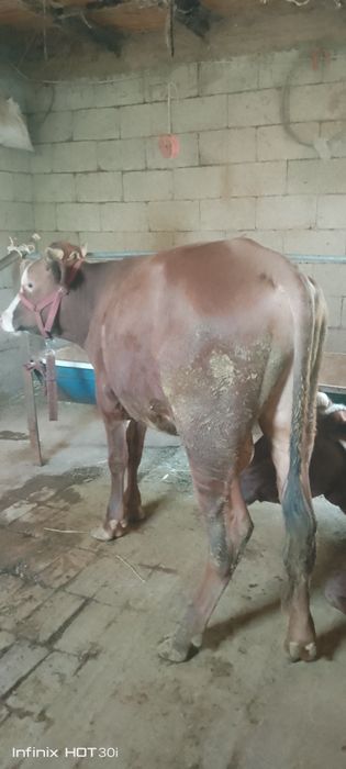 Jigar xoʻkiz sotiladi