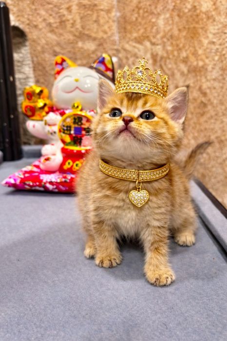 Продается крутой пацанчик красвчек