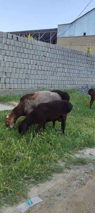 Хисори кучкорлар сотилади