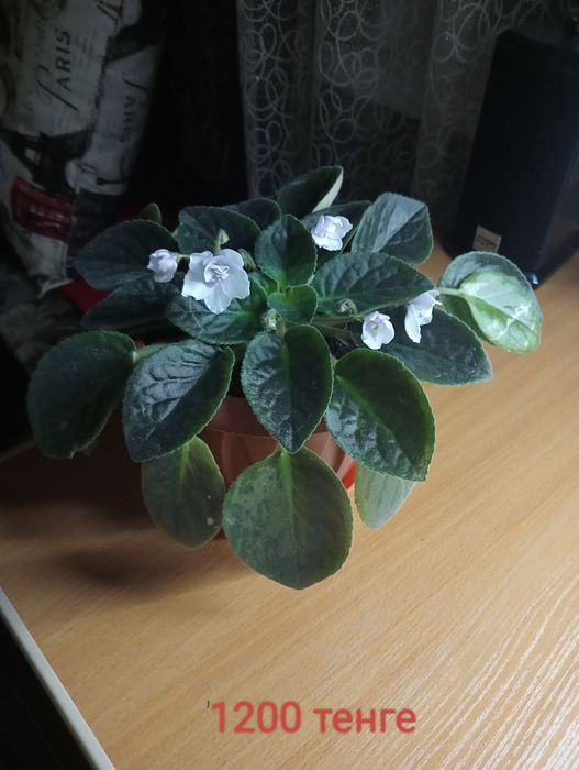 Фиалка свежевыращеная 2000тенге