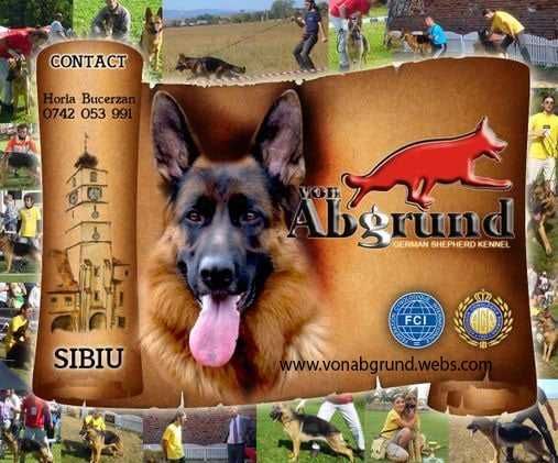 Pui Ciobanesc German cu pedigree