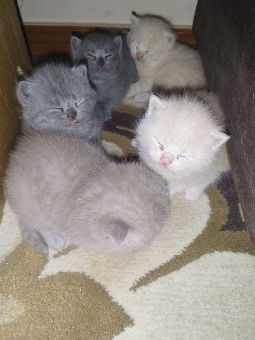 Skotish fuld i britanskiy strayt