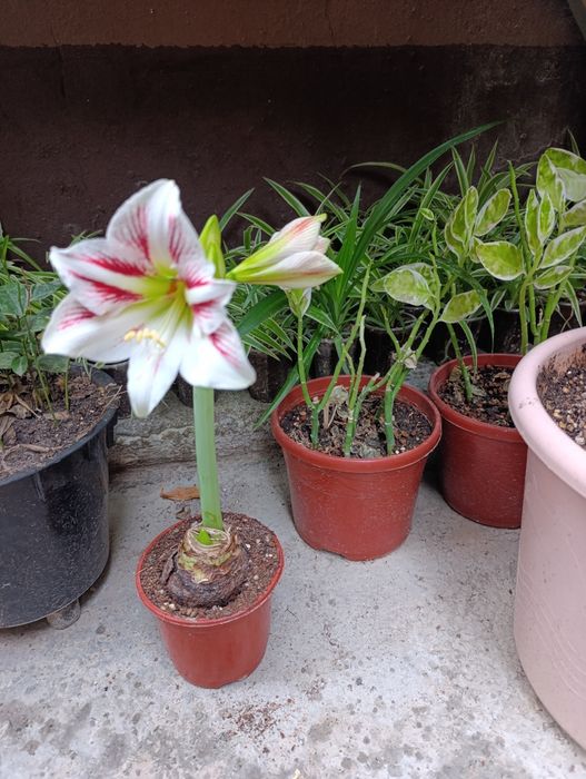 Цветы доставка гиппеаструм Гуллар совғага