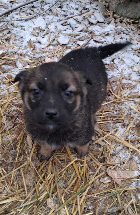 Щенки звоночки ищут дом