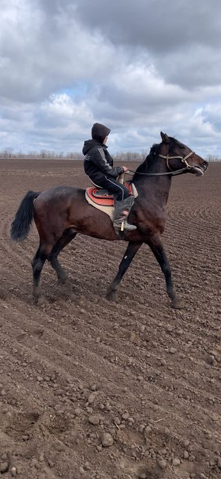 Орловский рысак жеребец