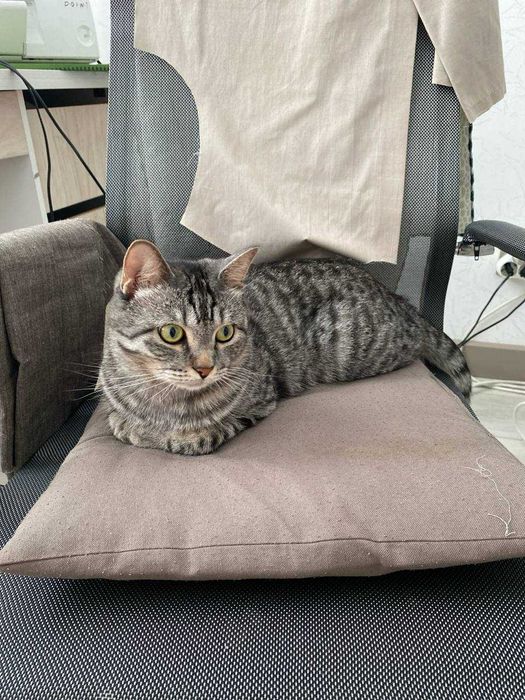 Кот, отдаем в добрые руки