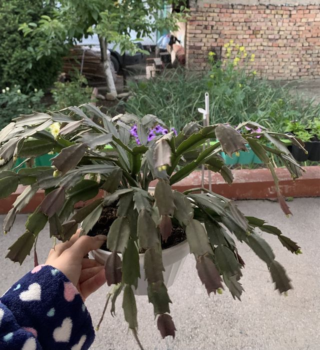 Продам цветы Дикабристы