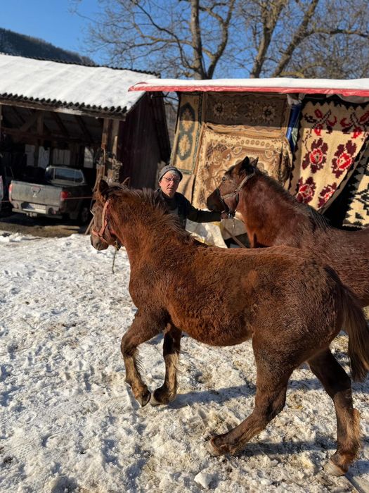 Vând iapa gestantă și mânzat de 8 luni