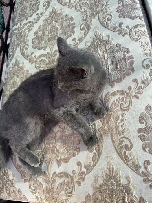 Отдам кошку в хорошие руки.